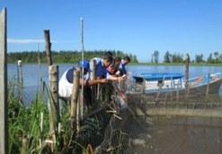 budidaya_ikan_nila_dengan_pola_keramba_tancap_1_news